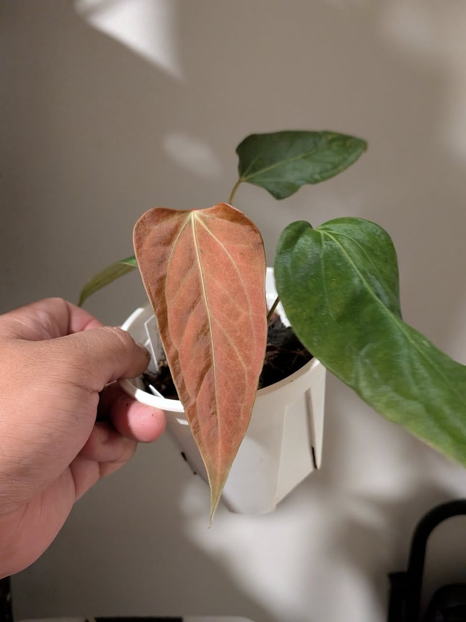 NSE Port x subsignatum mint variegated