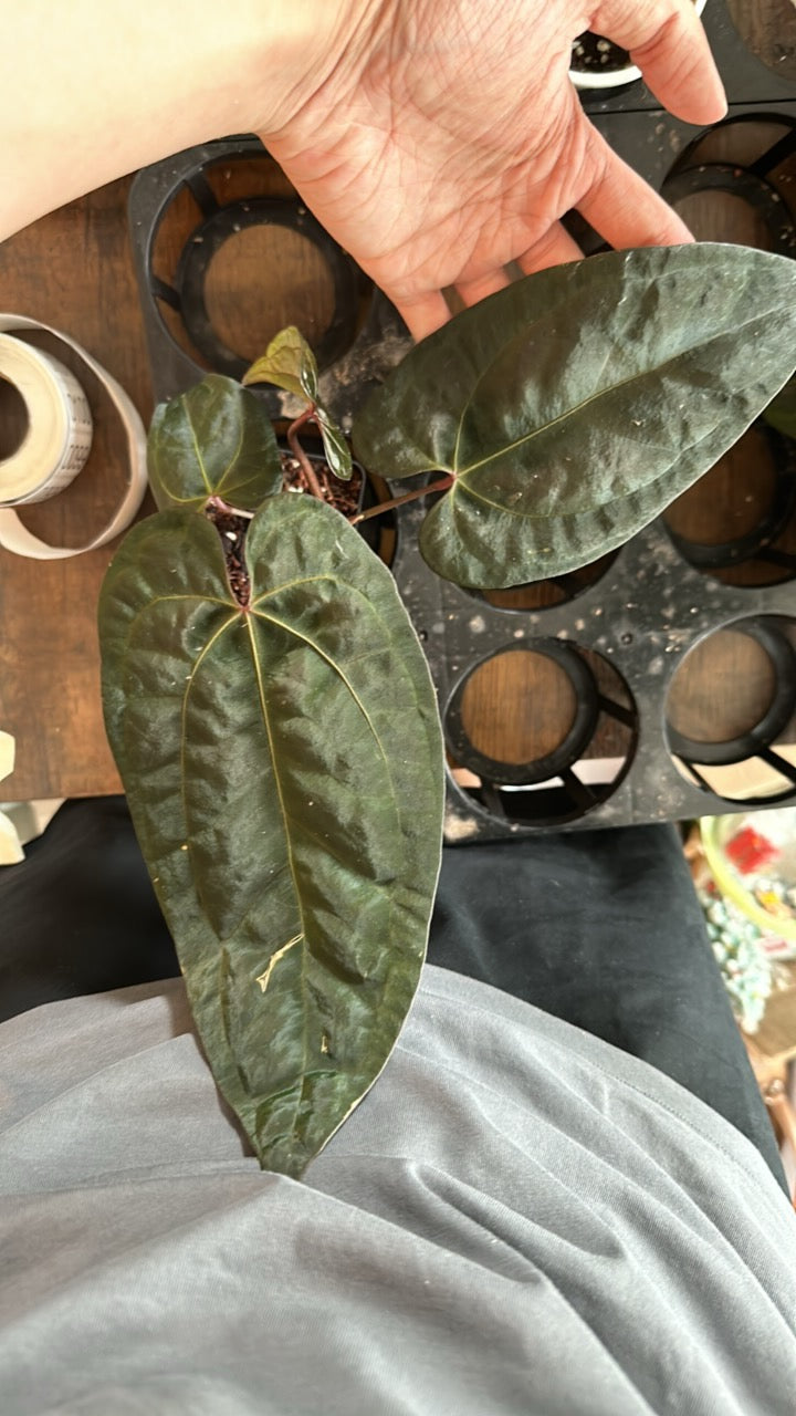 RVDP self import need to grow more roots back