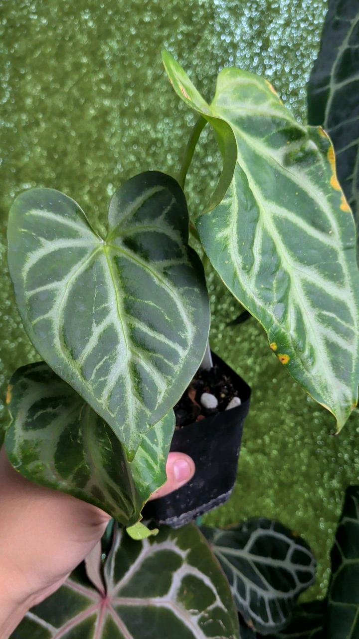 A010 pink lemonade x Rio wild