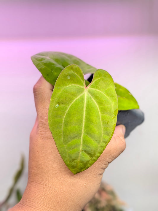 Eastern Dressleri x Red vein dark phoenix