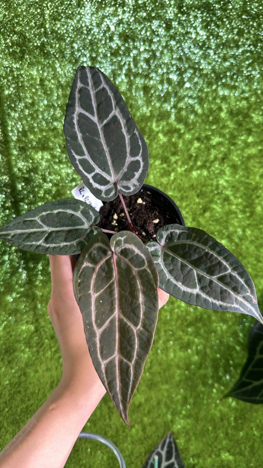 A012 red crystal x red crystallinum (purple) long