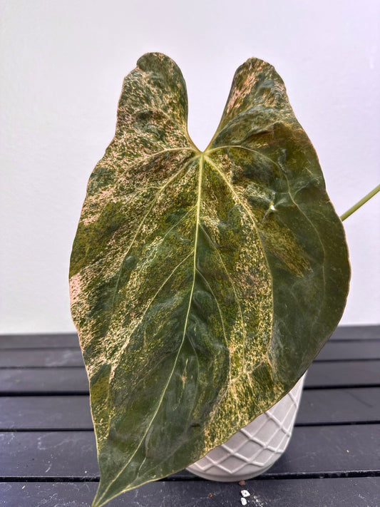 B86 var papi fs self red var