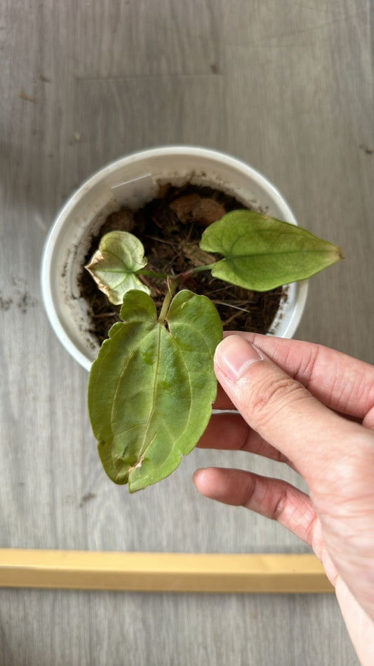 B64 var Magnificum x RVDP