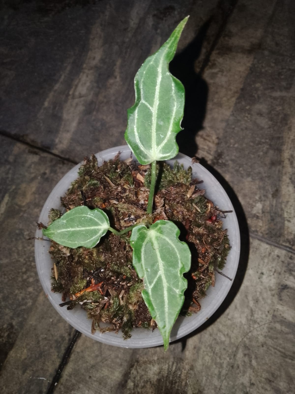 Mutated anthurium crystallium