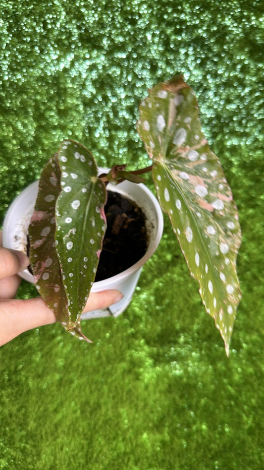 B027 pink begonias maculata
