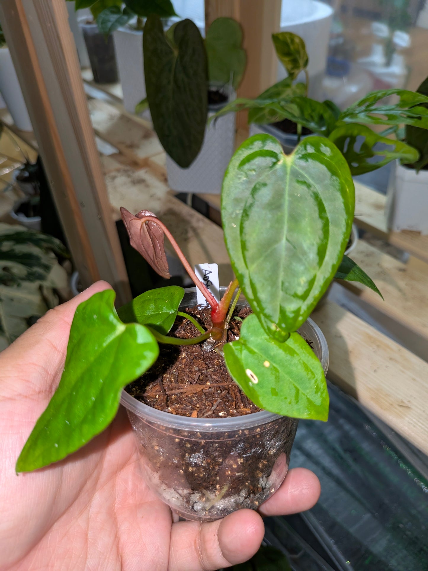 anthurium (AOS X Mag) X Red Vein Dark Phoenix seedling