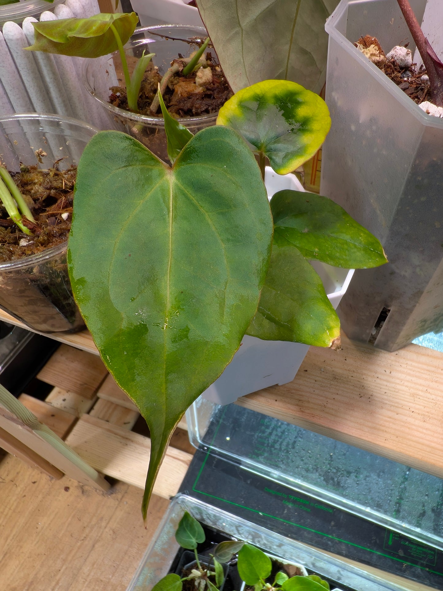 anthurium (AOS X Mag) X Red Vein Dark Phoenix seedling