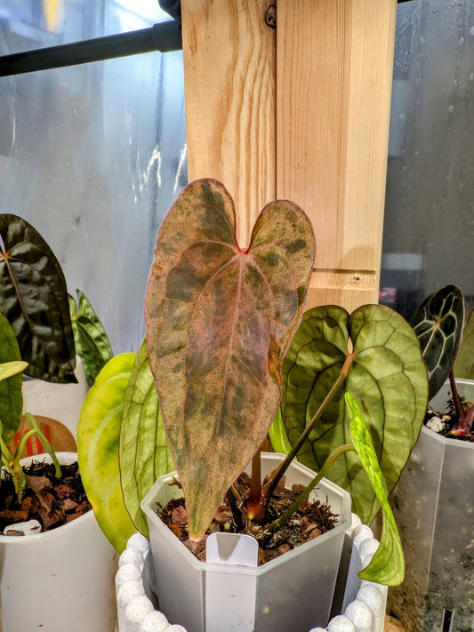 Anthurium Ace of Spades Varigated X Dark Phoenix