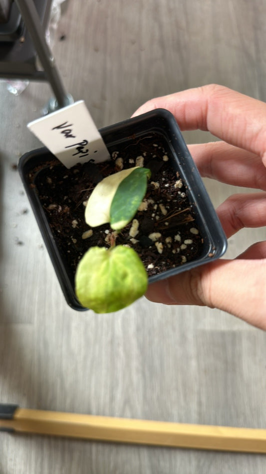 B66 yellow var var papi self