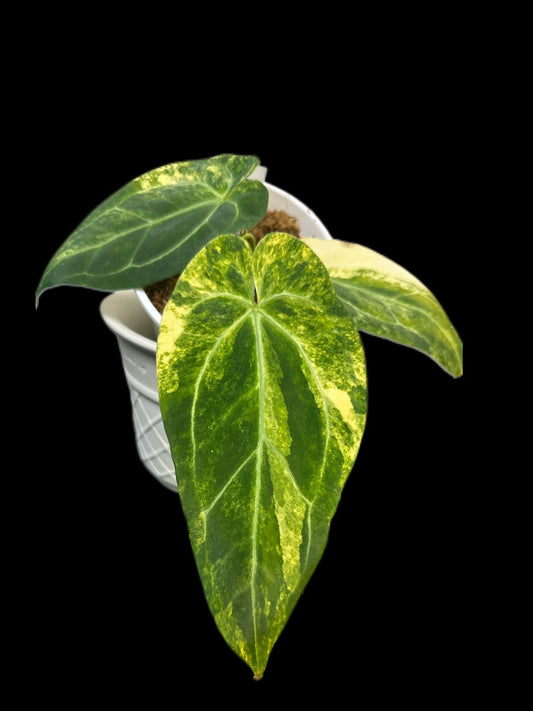 B44 papi x open var long leaf