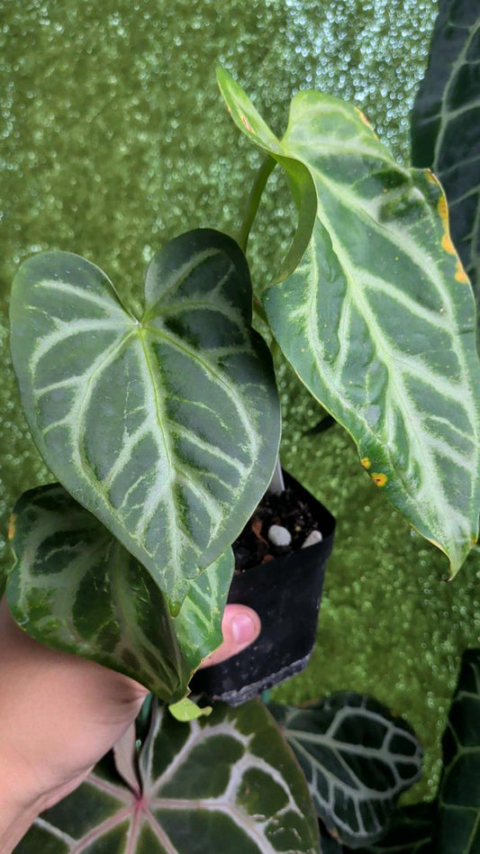 A010 pink lemonade x Rio wild