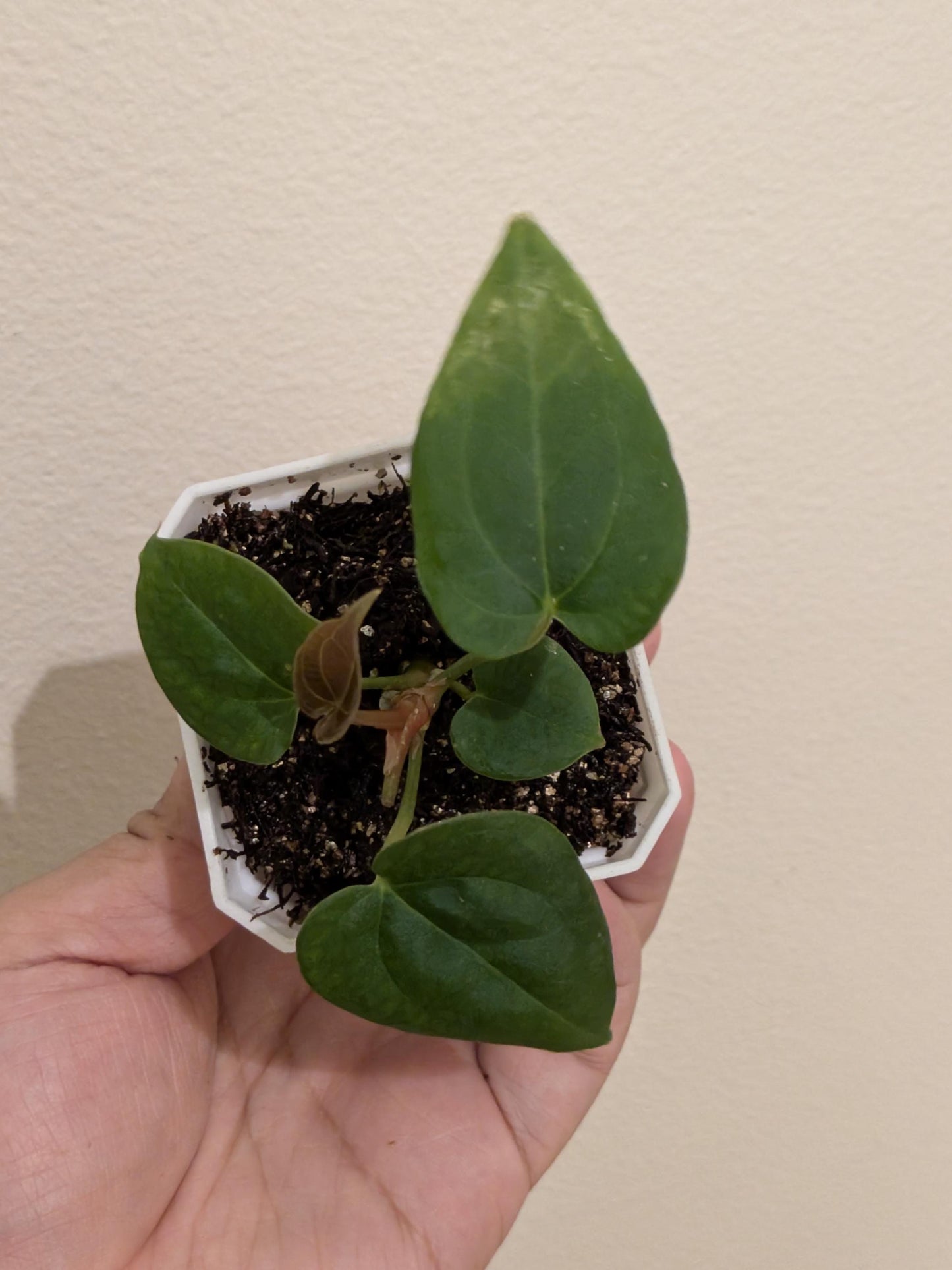 anthurium (AOS X Mag) X Red Vein Dark Phoenix seedling