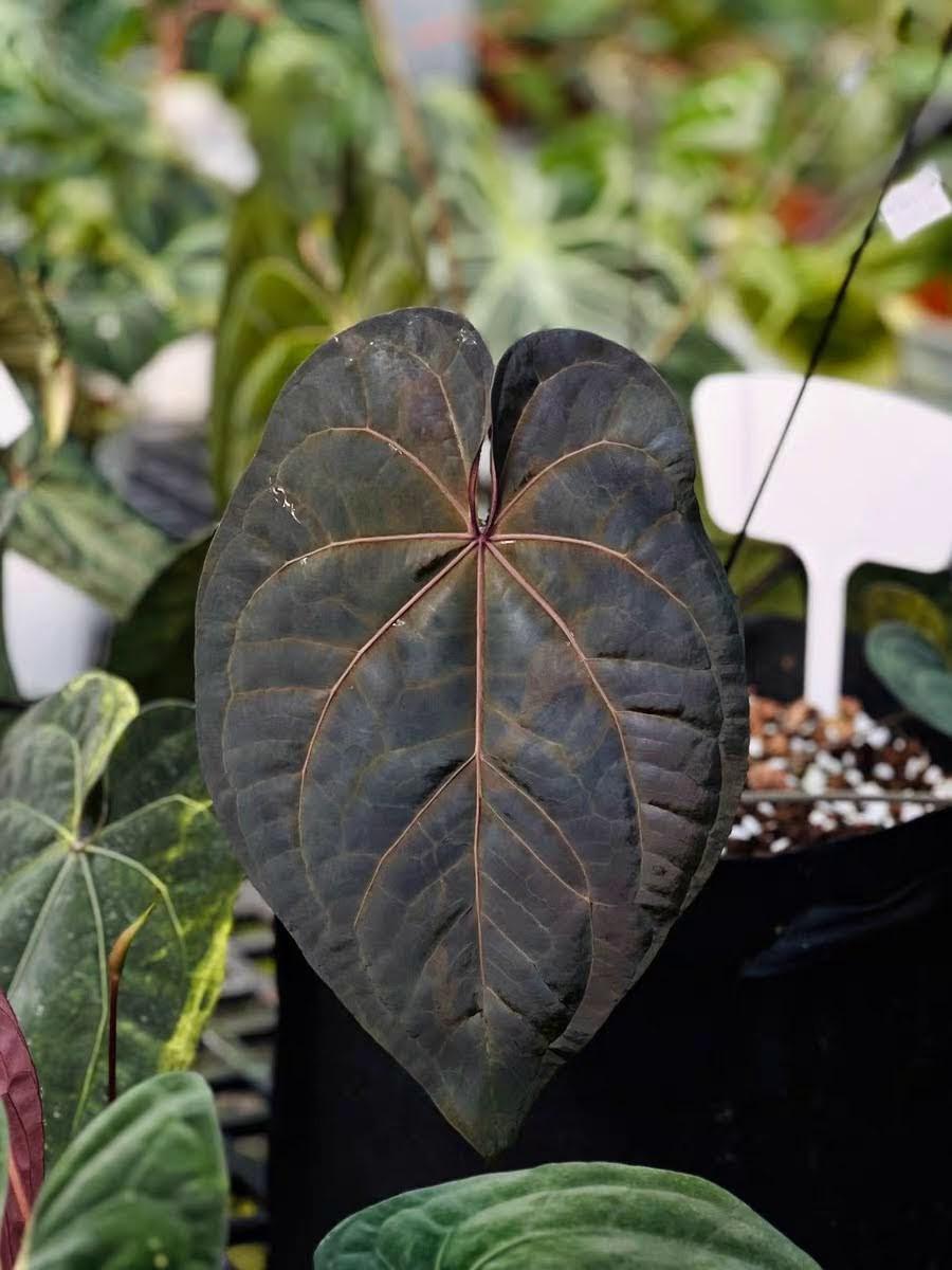 mint Variegated Anthurium Papi X AOS - US seller