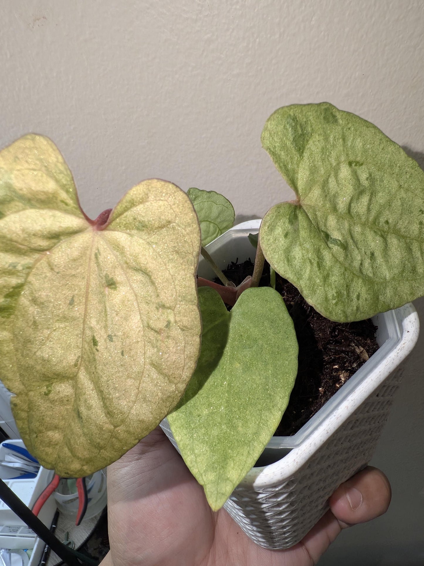 mint Variegated Anthurium Papi X AOS - US seller