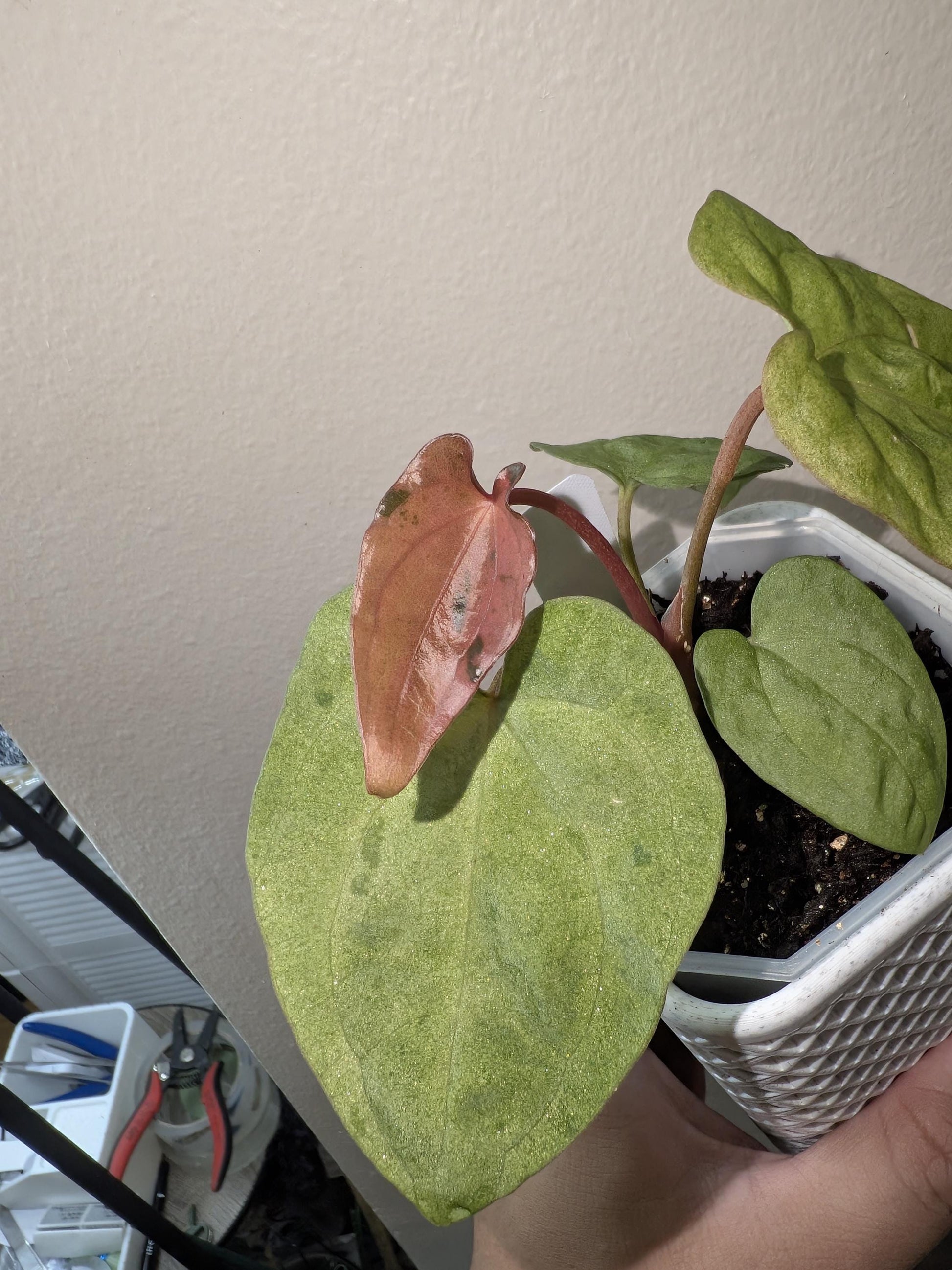 mint Variegated Anthurium Papi X AOS - US seller