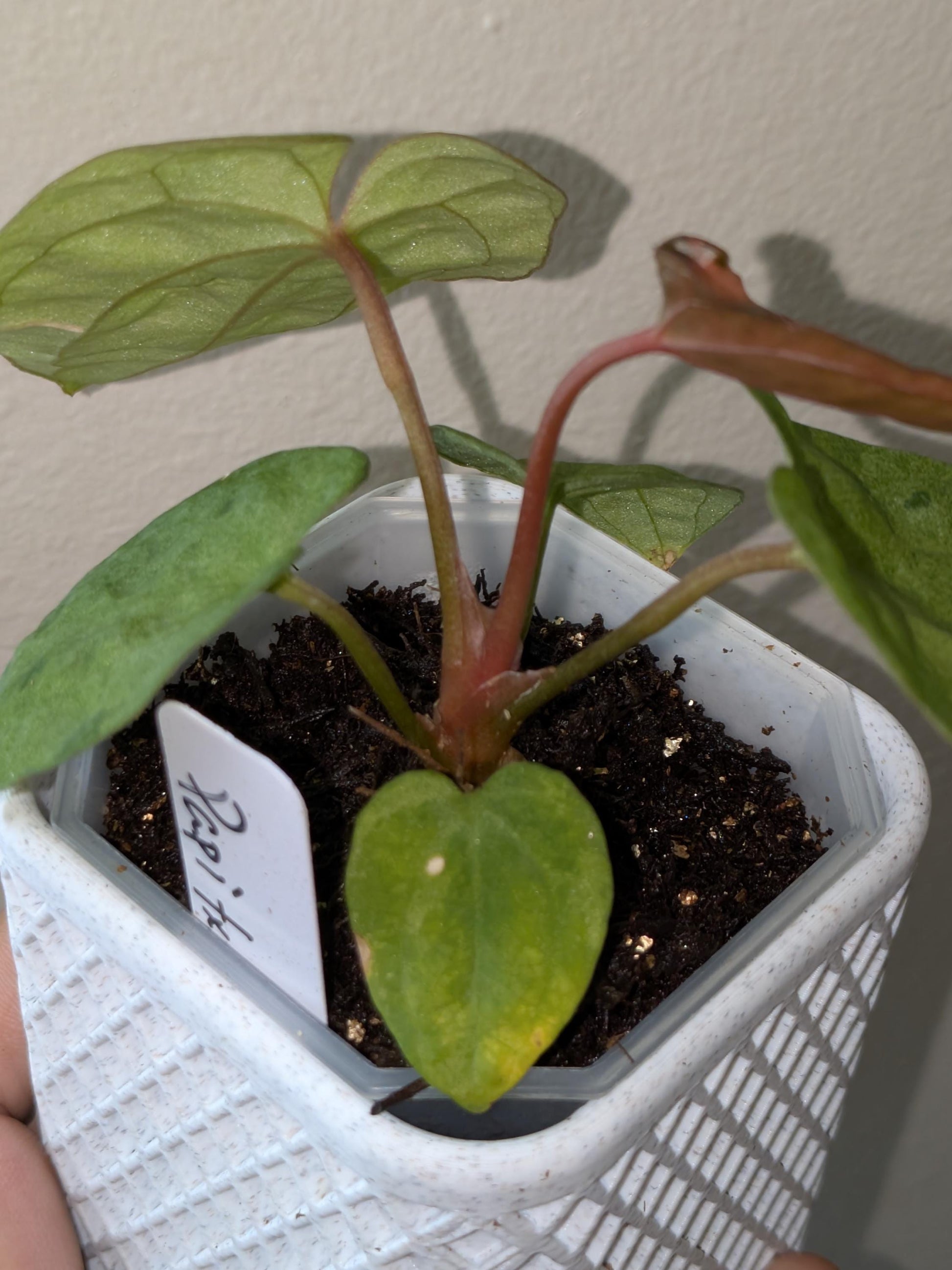 mint Variegated Anthurium Papi X AOS - US seller