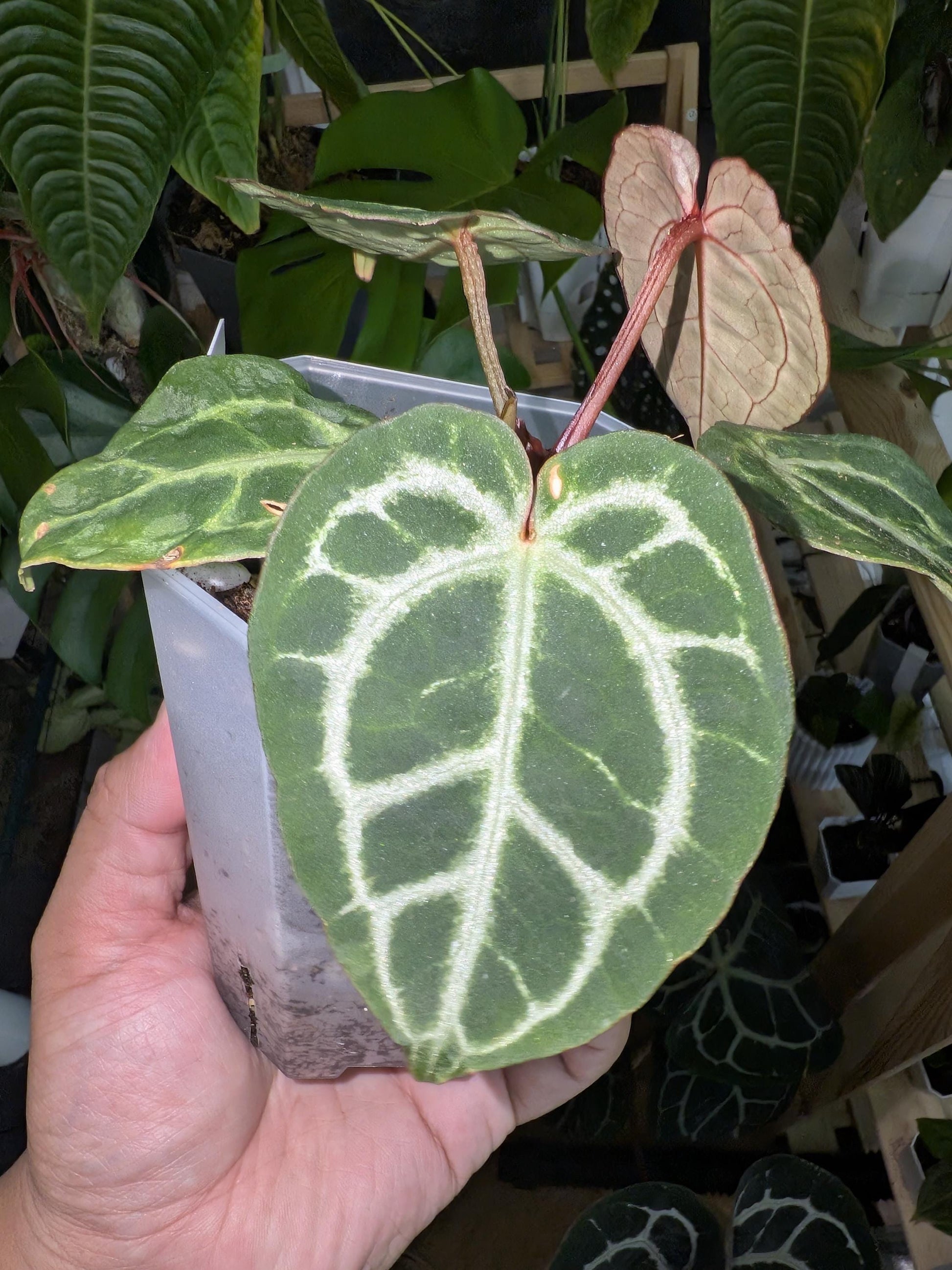 Anthurium Dr. Block Brielle x Zara