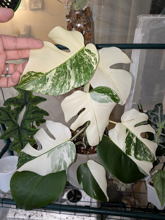 High variegated monstera albo with half moon