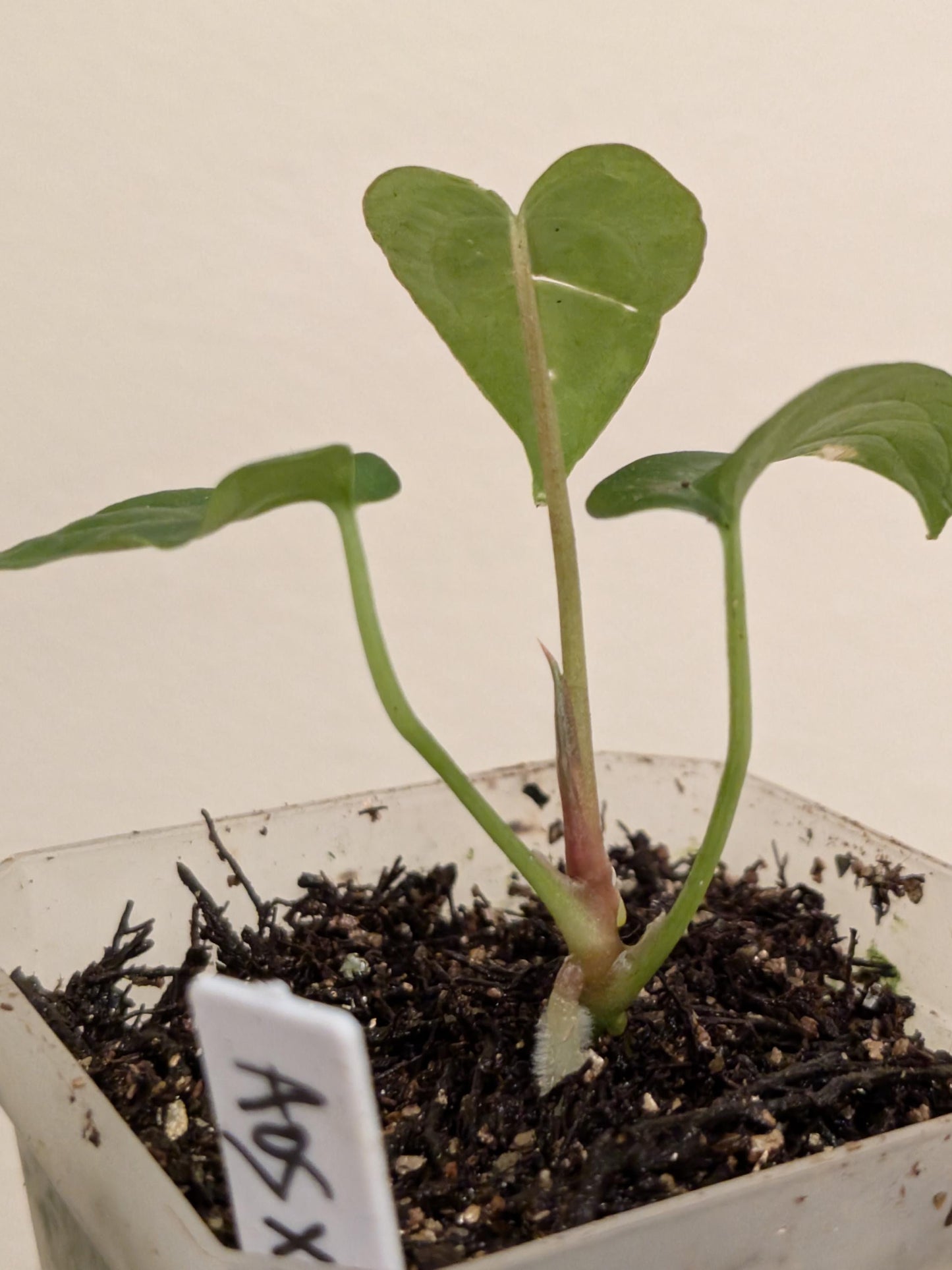 anthurium (AOS X Mag) X Red Vein Dark Phoenix seedling