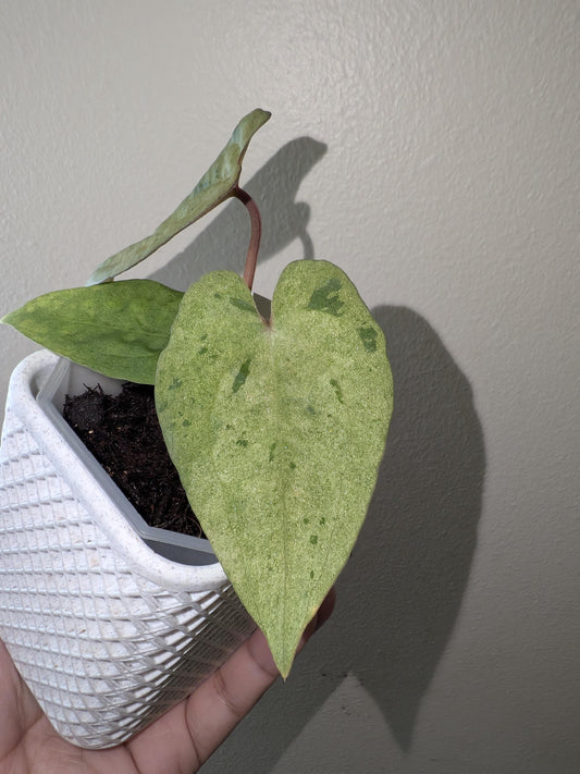 mint Variegated Anthurium Papi X AOS - US seller