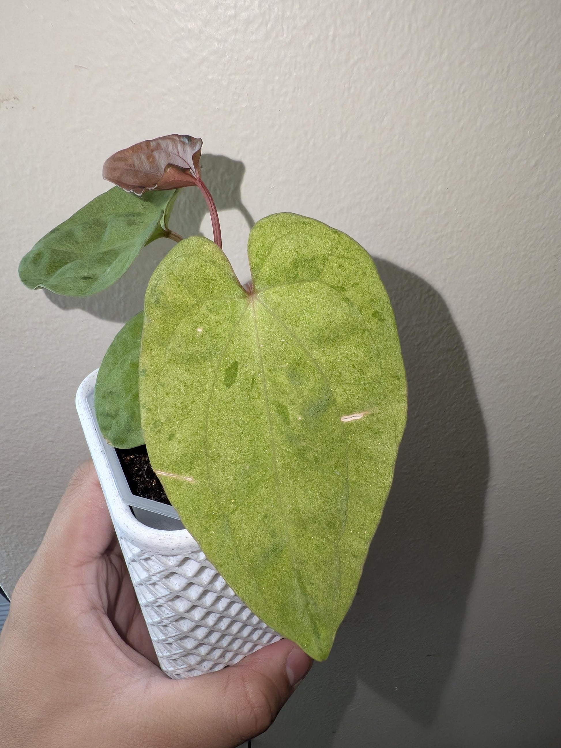 mint Variegated Anthurium Papi X AOS - US seller