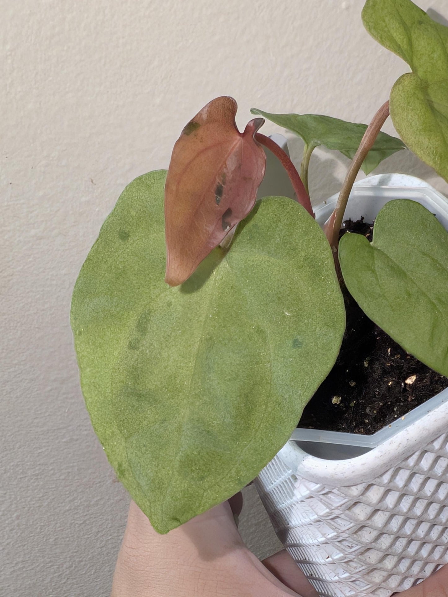 mint Variegated Anthurium Papi X AOS - US seller