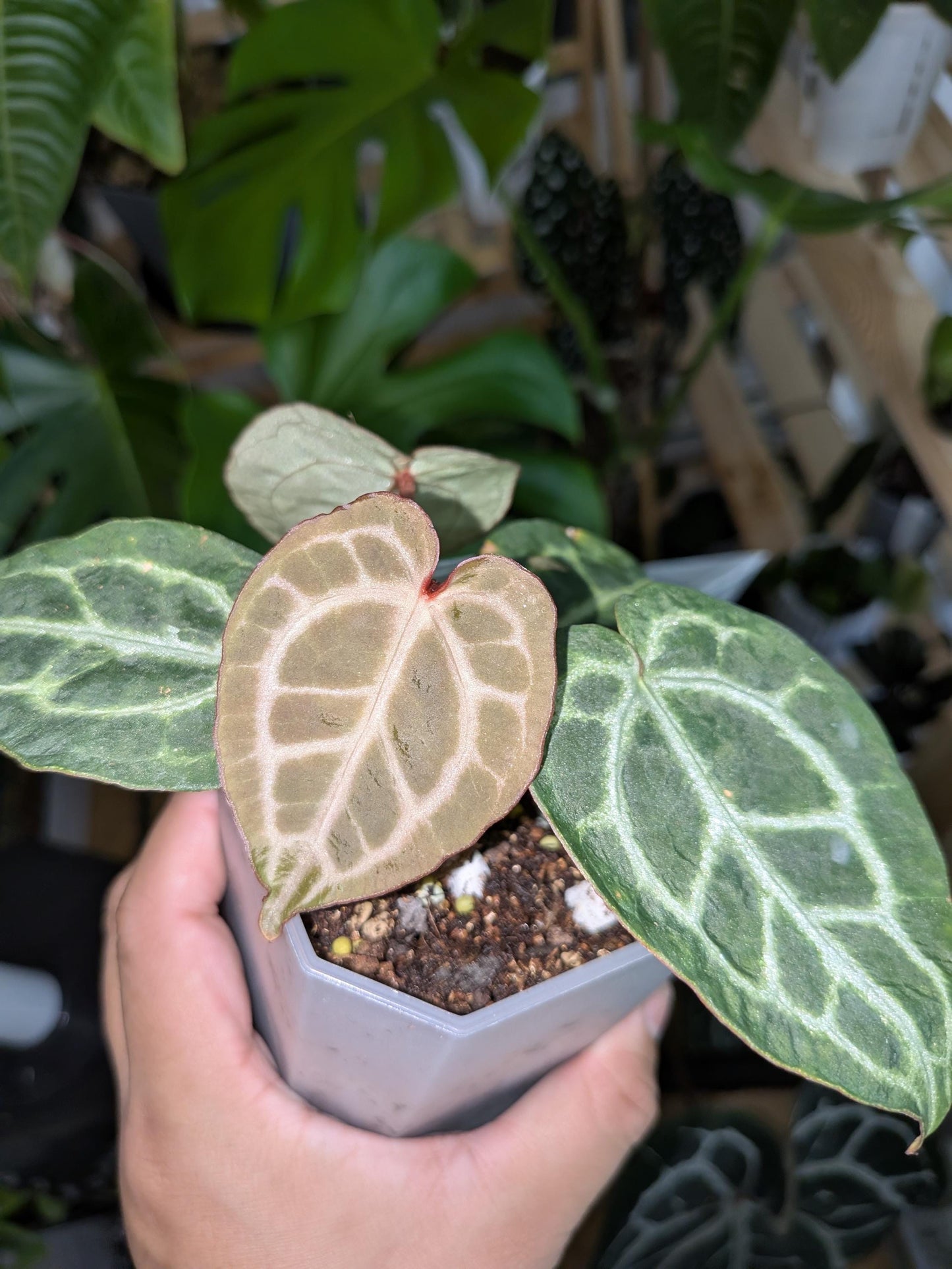 Anthurium Dr. Block Brielle x Zara