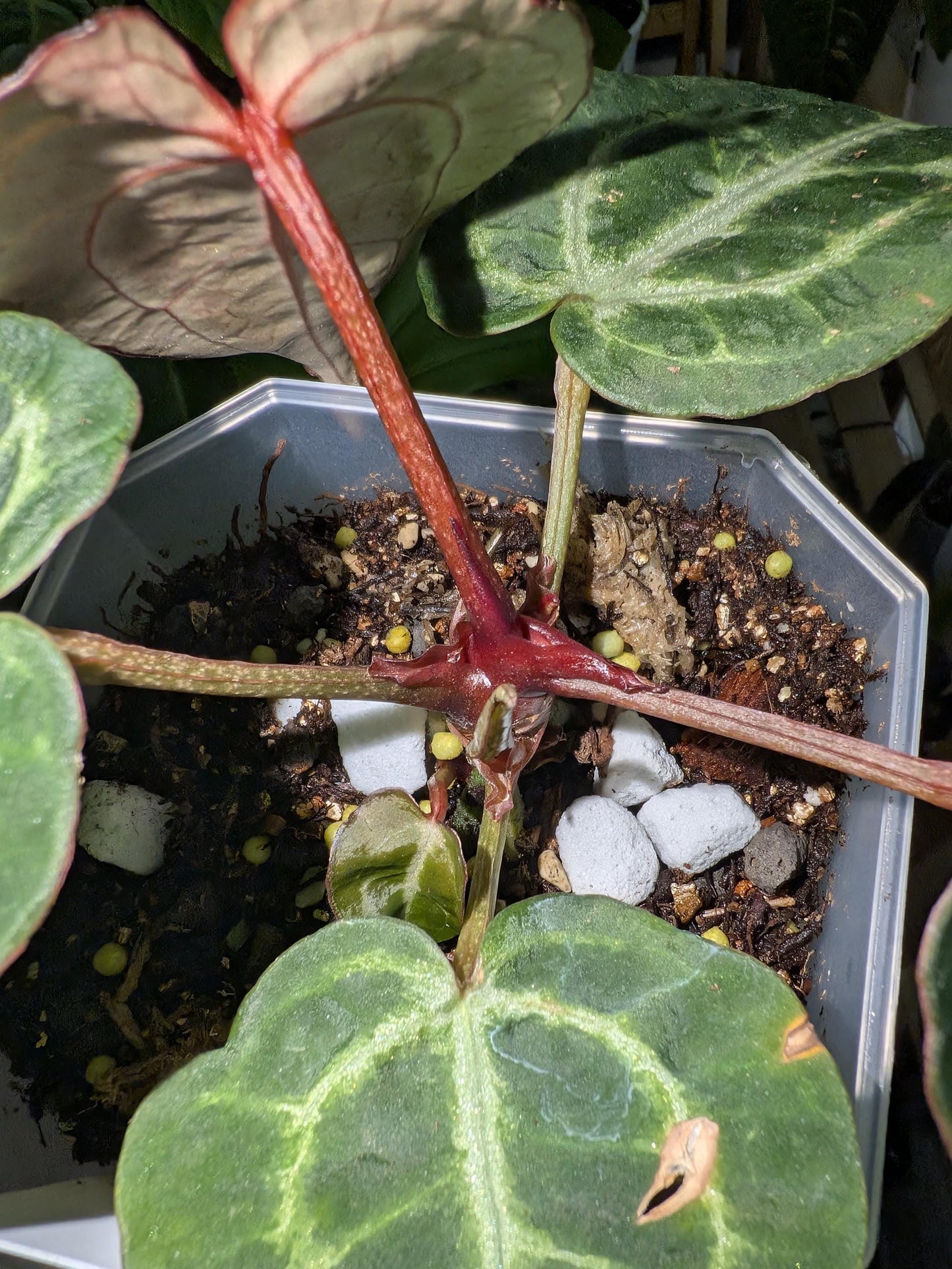 Anthurium Dr. Block Brielle x Zara