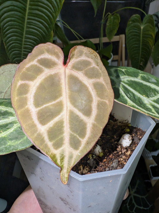 Anthurium Dr. Block Brielle x Zara