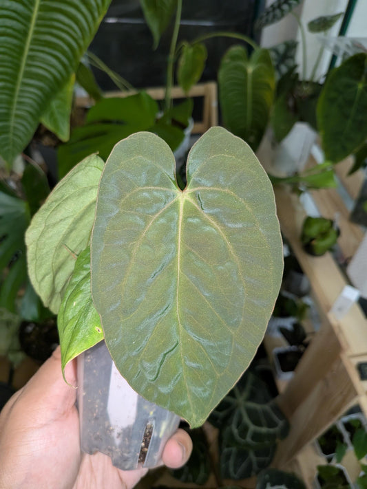 Anthurium Antolakii (Round) X Dark Phoenix