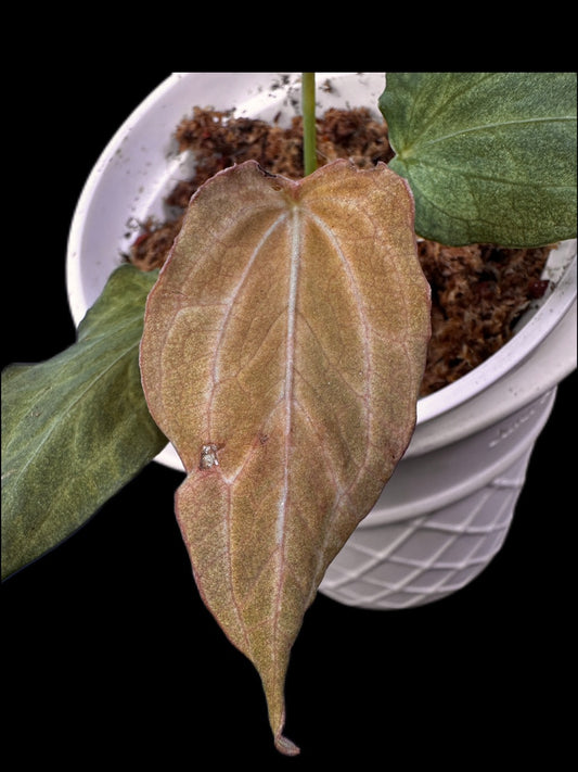 B39 papi x KOS x red spider
