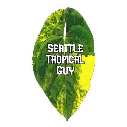 Seattle Tropical Guy