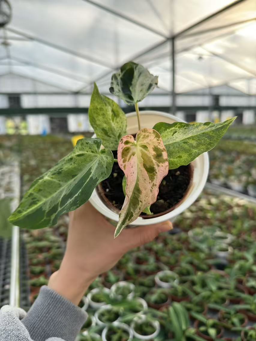 Anthurium Papi fs Variegated