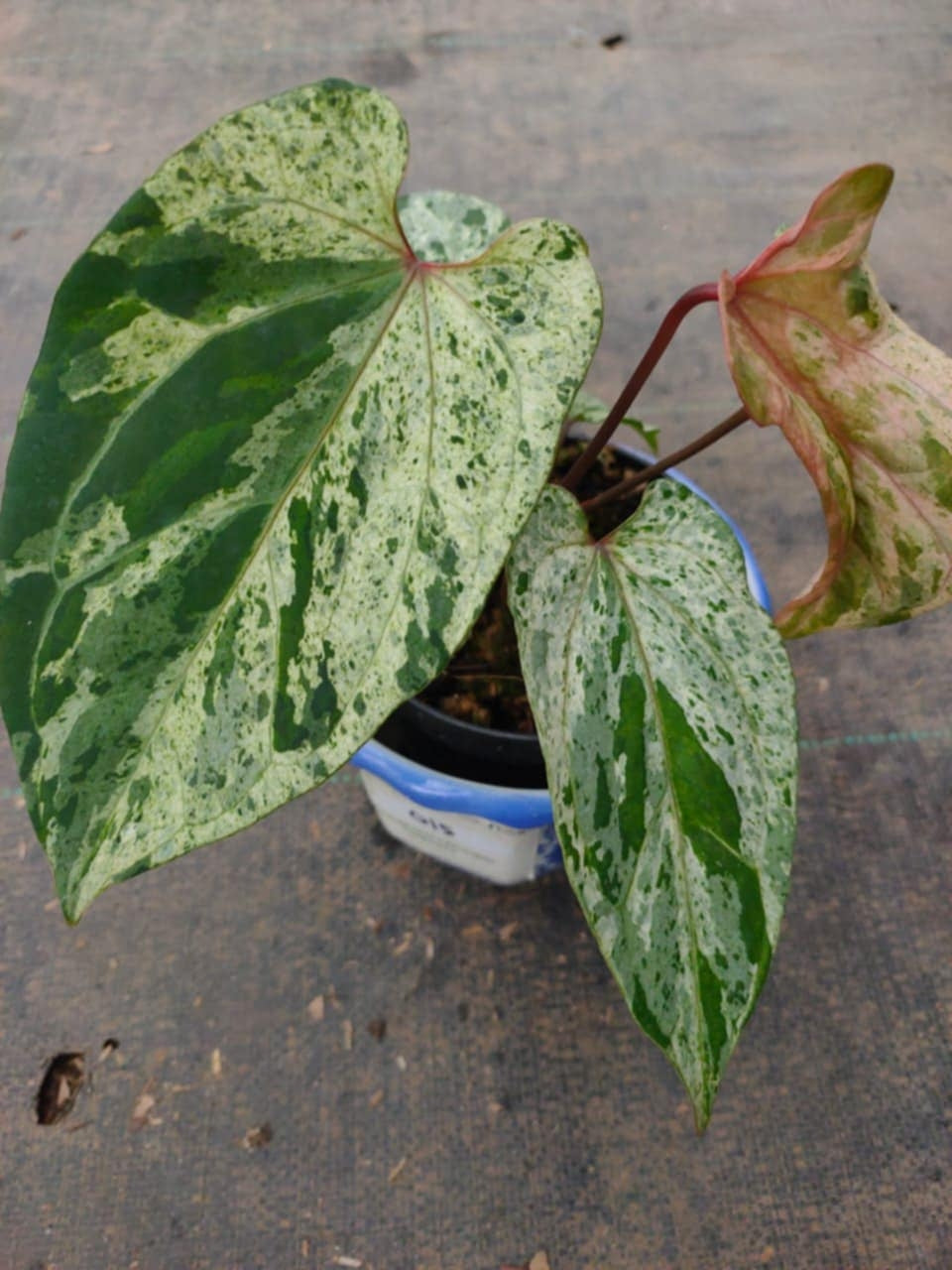 Anthurium Papi varigated presale