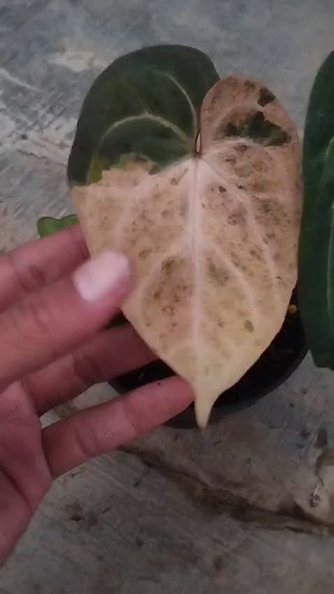 [Pre Order] Anthurium Papi x Dresseri Verigated Large area