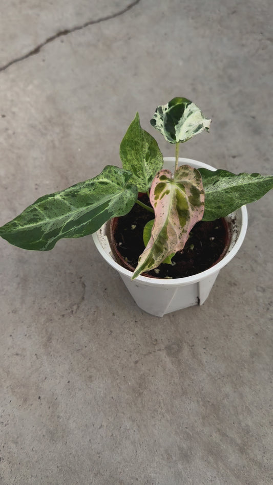 Anthurium Papi fs Variegated