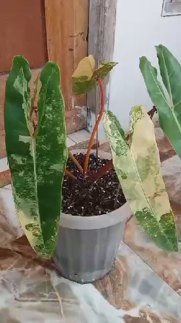 [PreOrder] Philodendron billietiae variegated