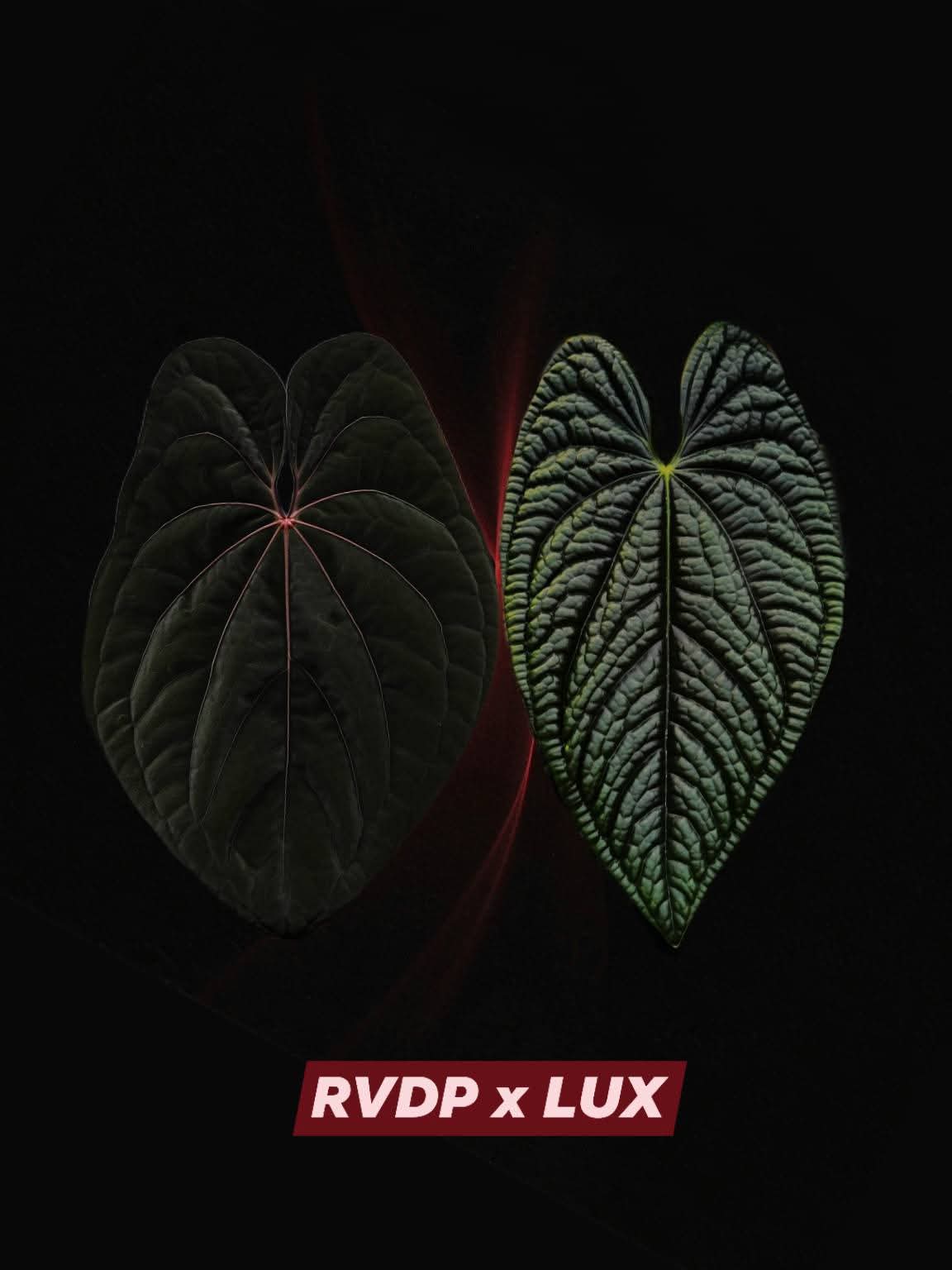 Anthurium RVDP x LUX