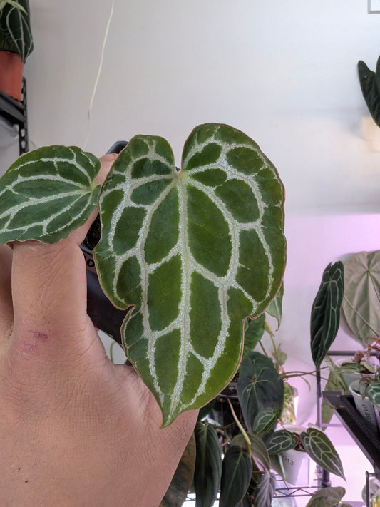Chocolate x red crystalinum