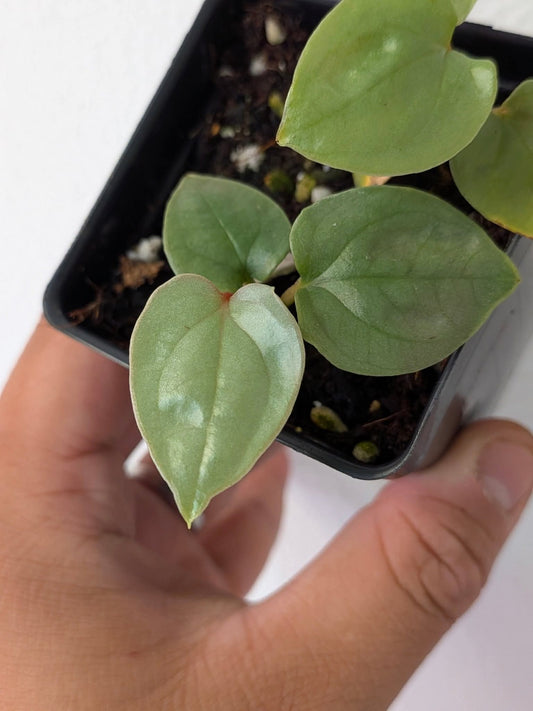 Anthurium RVDP x LUX bulk sale (5 seedlings+)