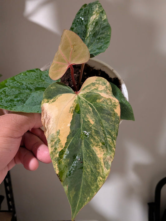 Variegated crystalium x Kuna