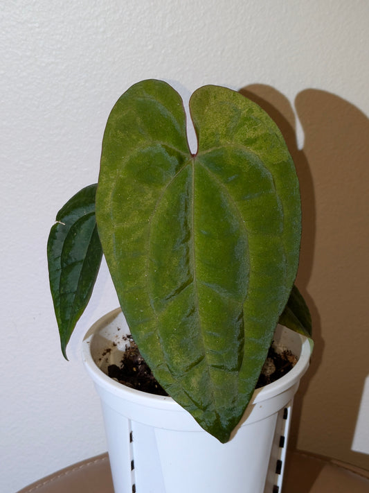 Variegated Anthurium AOS x Noid