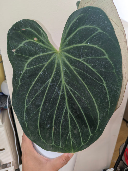 Anthurium king of Spades mother plant