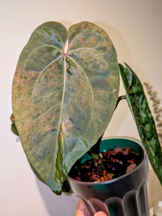 Anthurium AOS self variegated